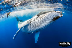humpback-swims-44