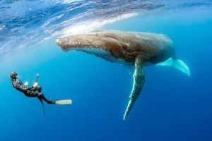 swim-with-humpback-whales
