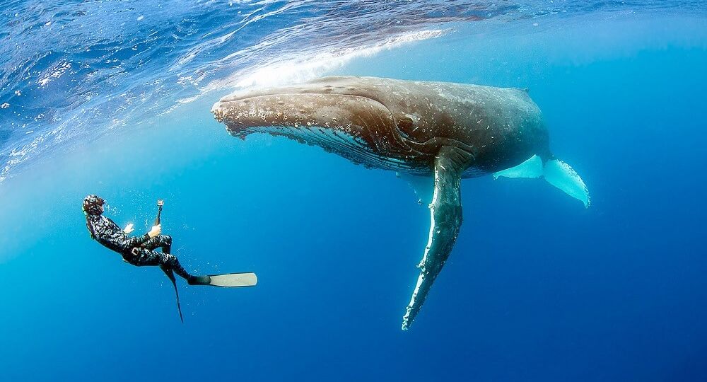 swim-with-humpback-whales
