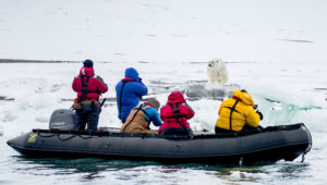 Svalbard polar bear