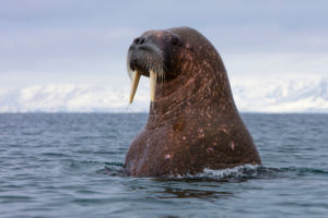 Svalbard walrus