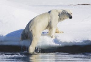 A polar bear climbs out of the water up on to a snowy bank