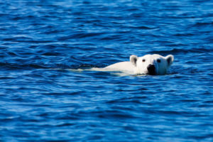 Svalbard polar bear