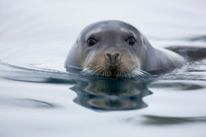Svalbard seal