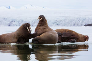 Svalbard walruses