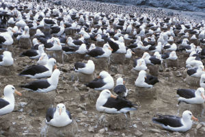 antarctica gulls