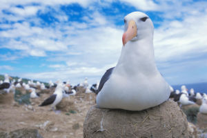 antarctica gulls