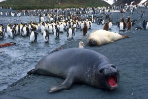 antarctica penguins and seal