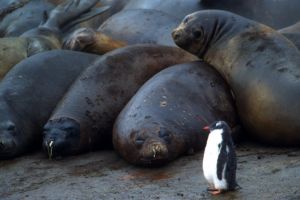 antarctica seals
