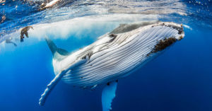 humpback whale swims