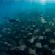 diver with school of mobula rays in mexico