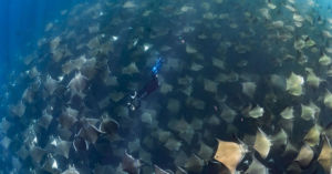 diver with school of mobula rays in mexico