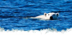 Svalbard classic trip - polar bear