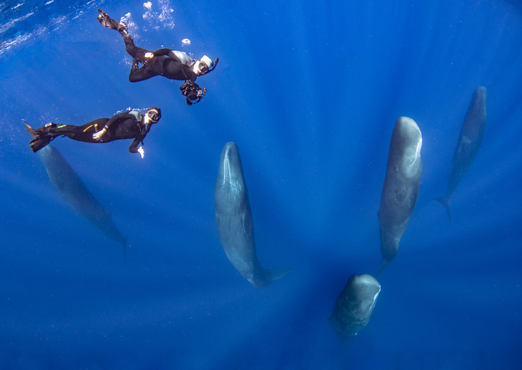 Swim with Sperm Whales of Dominica December 2023