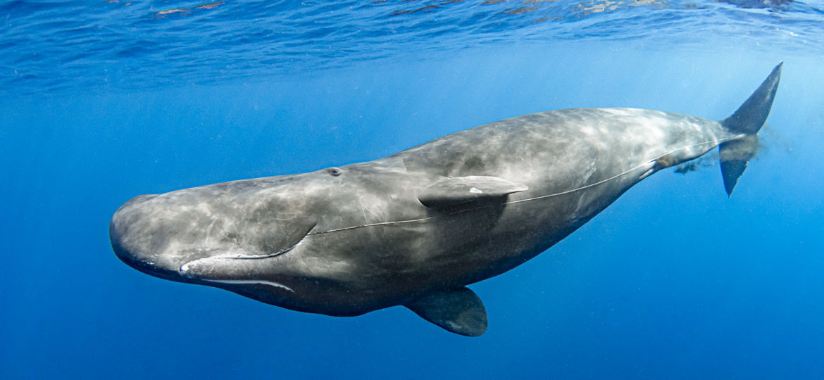 Sperm whales live