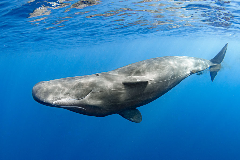 Swim with Sperm Whales of Dominica 2023